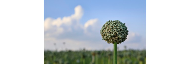 Noll miljöpåverkan