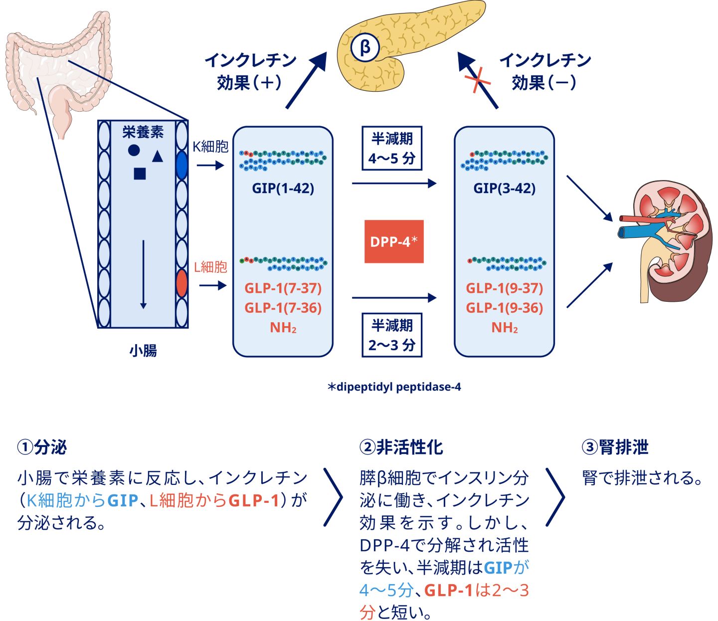 イン クレチン と は