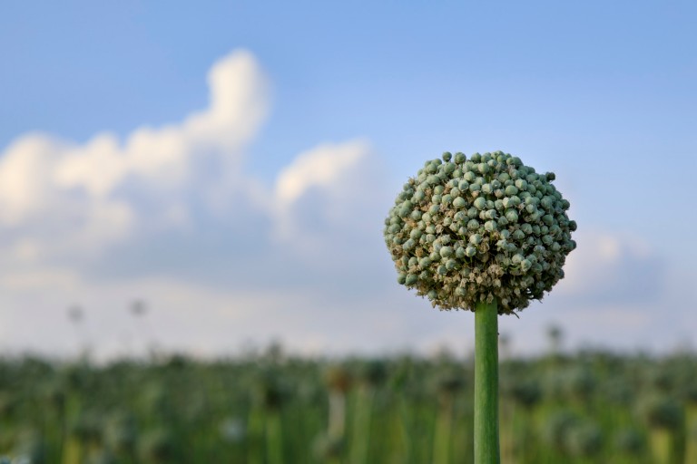 Close-up of a plant in the middle of a field