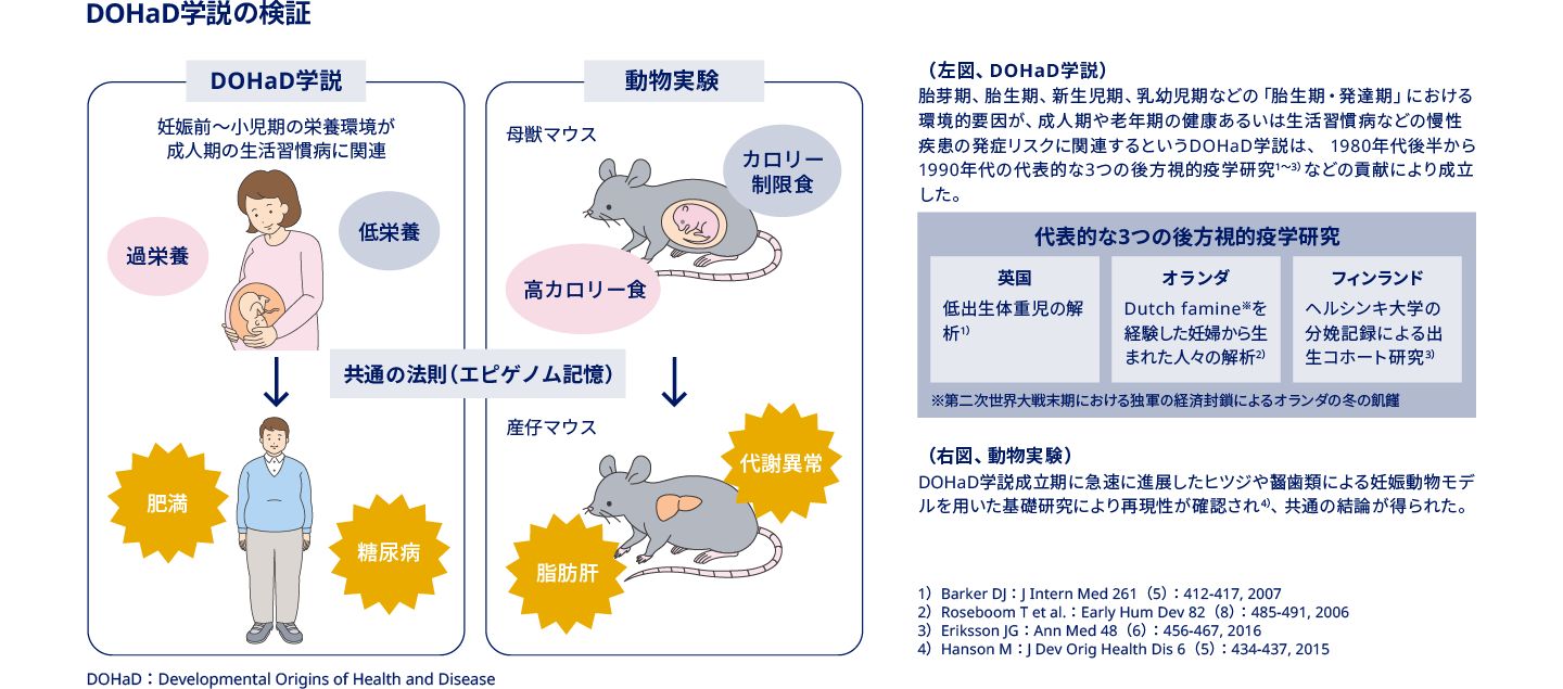 肥満症 | 肥満・肥満症の成因としての遺伝的素因及び環境的要因 | 肥満