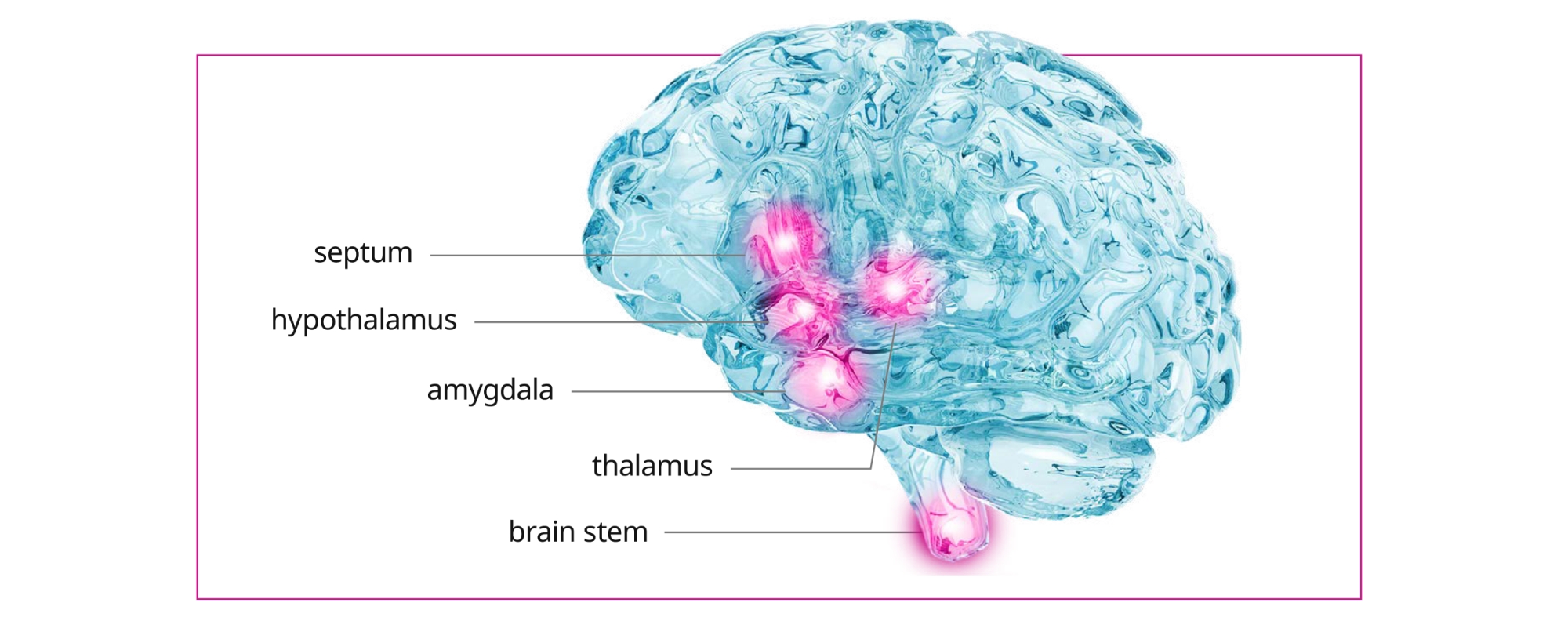 Wegovy® affects regions of the brain
