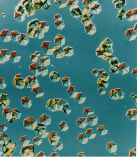 Human-Monokomponent-Insulinkristalle durch ein Mikroskop gesehen