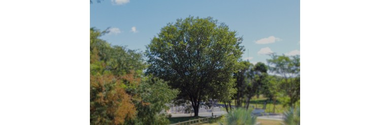 Conheça as 4 iniciativas da fábrica de Montes Claros da Novo Nordisk para reduzir seu impacto ambiental